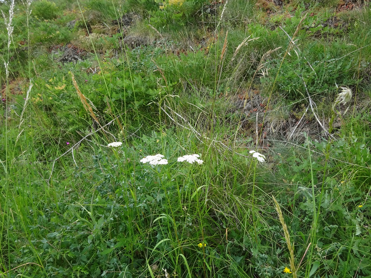Achillea collina (Asteraceae)